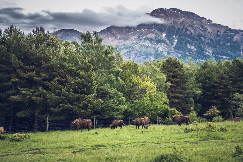 Bisontes europeos en semilibertad en el parque de Lacuniacha, con los Pirineos al fondo